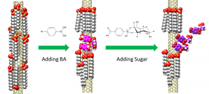 2015_Generating Selective Saccharide Binding Affinity of Phenyl Boronic Acids by using Single-Walled Carbon Nanotube Corona Phases