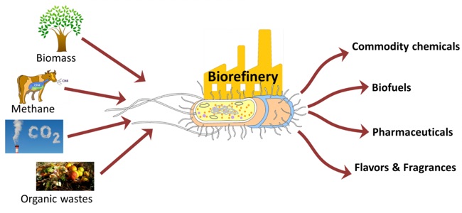 Biorefinery diagram. Biomass, methane, CO2 and organic wastes are processed by a biological "factory" and turned into commodity chemicals, biofuels, pharmaceuticals and flavors or fragrances.