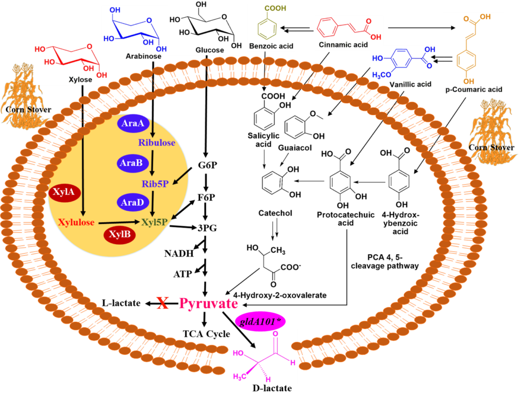A chain reaction biology diagram